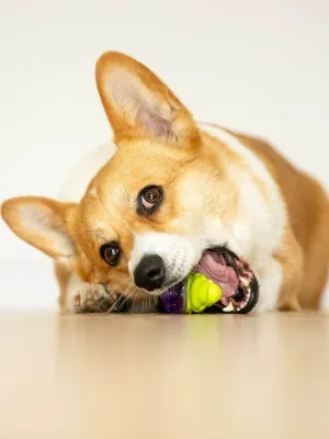 Gigwi Expensive for Dog Toy Q Doll Dog Puppies Molar Long Lasting Rubber Sounding Pet Toy Relieving Stuffy Handy Gadget