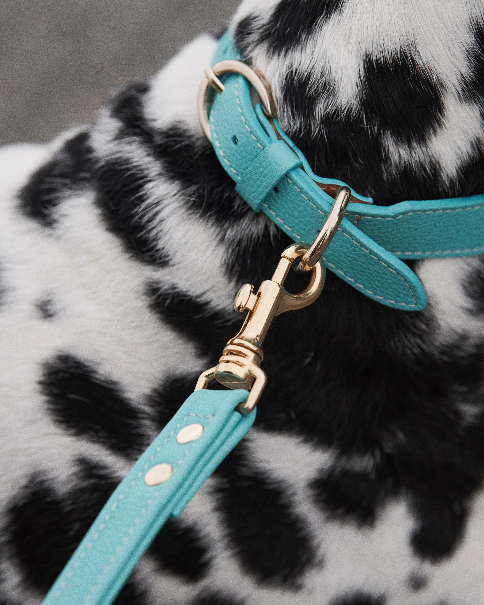 Leather Dog Collar - Oatmeal/Gold