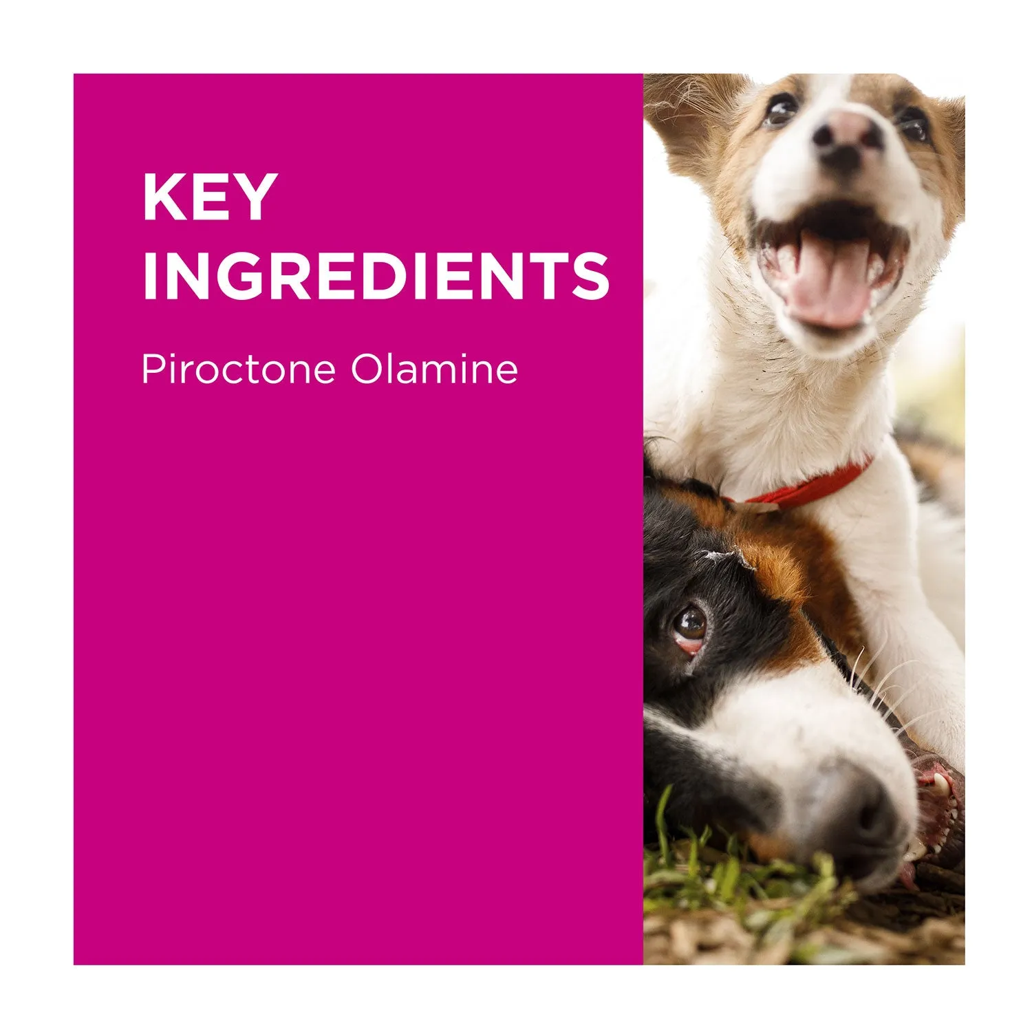 PAW MediDerm Gentle Medicated Shampoo for Dogs 500ml